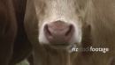Cows Face Close Up 4 1635